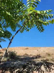 Jacquelien 09 Zoek de maan